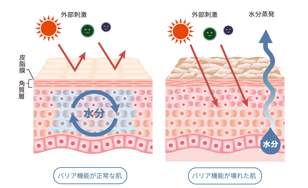 あらゆる外部因子から身体を保護します。